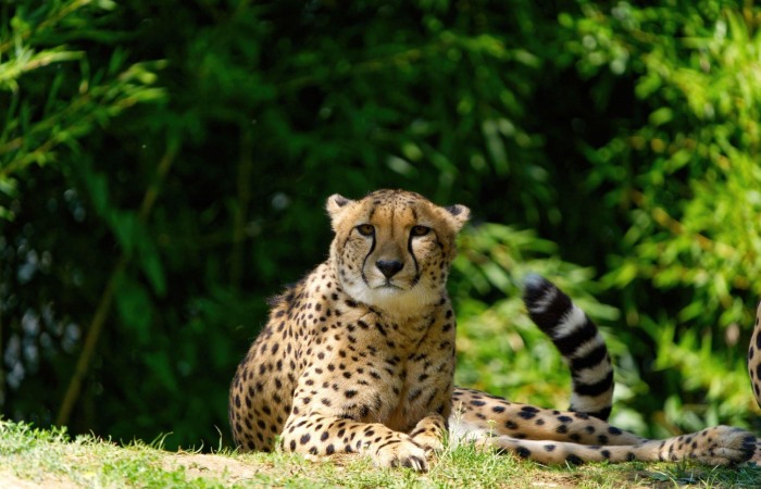Magnificence Of Cheetahs