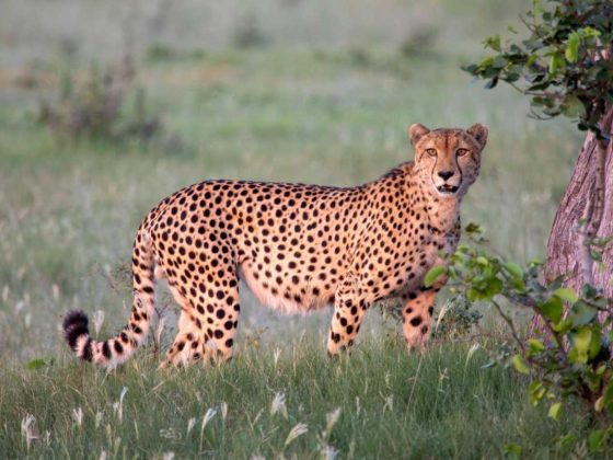 Rajkotupdates.news:cheetah-magnificent-but-fragile-experts-list-concerns-for-cheetahs