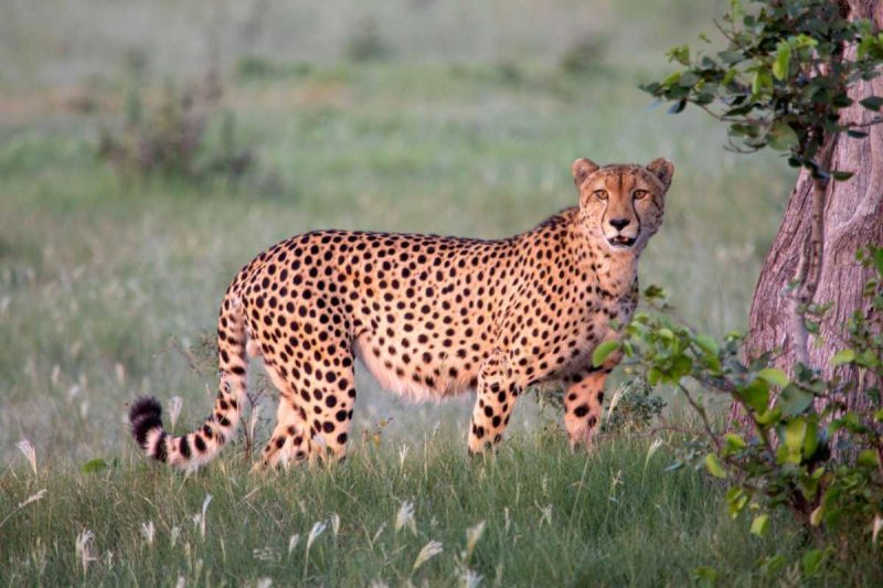 Rajkotupdates.news:cheetah-magnificent-but-fragile-experts-list-concerns-for-cheetahs