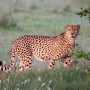 Rajkotupdates.news:cheetah-magnificent-but-fragile-experts-list-concerns-for-cheetahs