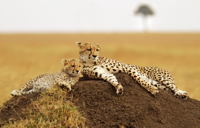 Threats to Cheetah's Survival in the Wild
