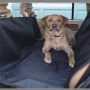 Car Pet - Everything you need to know
